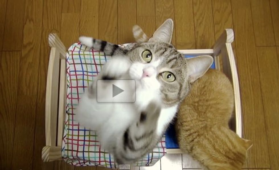 Kitties Get a Cat-sized Bed. This is How They React!