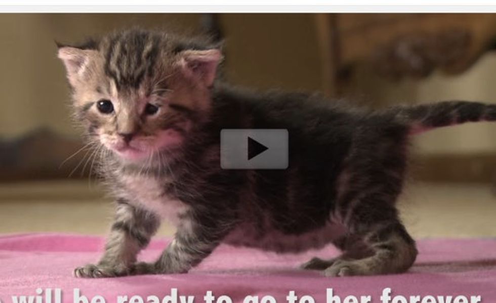 Rescued At 8 Days Old, This is Chloe the Kitty Starting to Open Her Eyes and Exploring the World