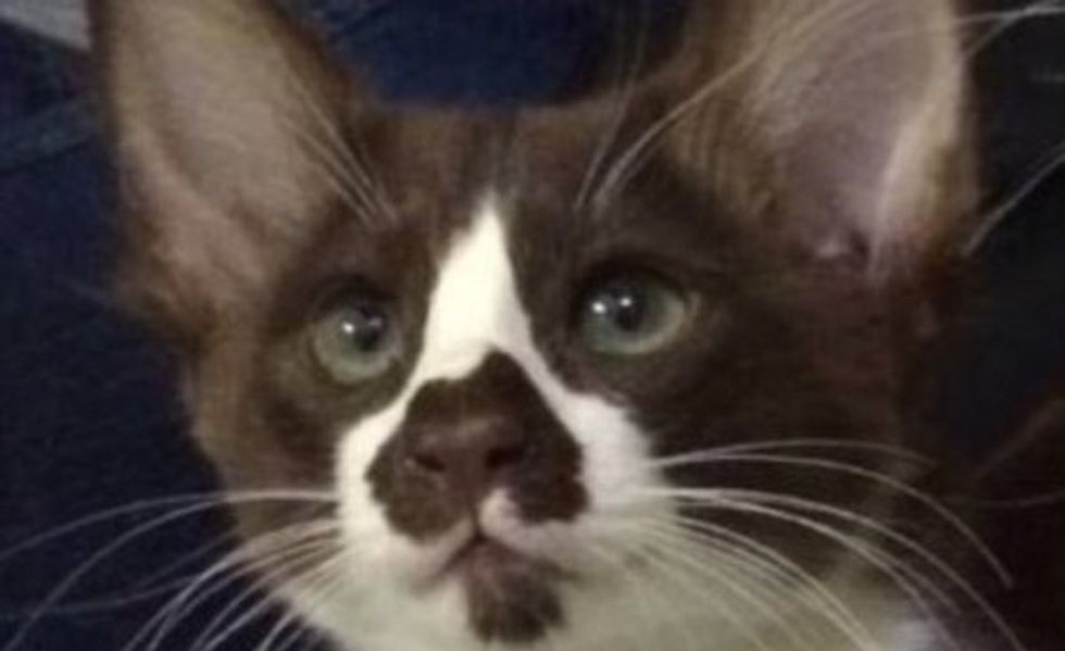 Oz the Cat Has the Purr-fect Map of Australia on Her Nose
