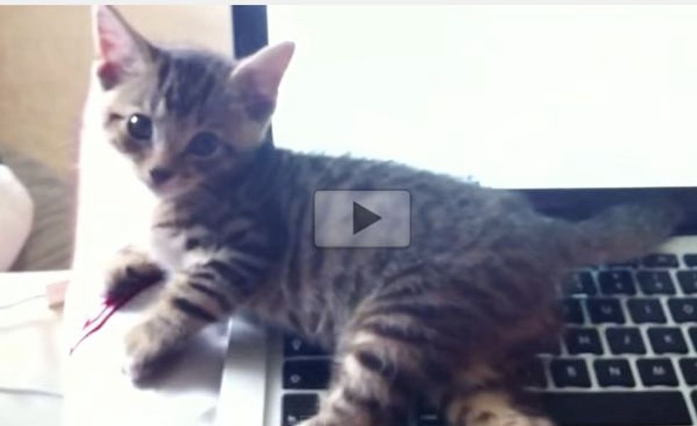 Kitty Does This Every Time His Human Uses the Laptop