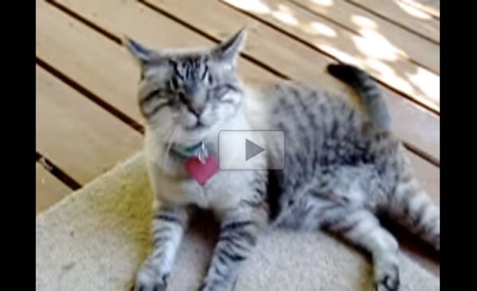 Gus the Blind Cat Bringing His Human Mom 'Gifts'