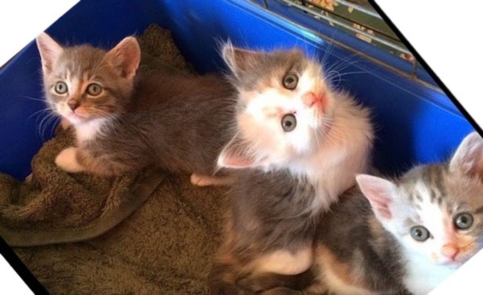 Meet Gandalf, Arwen and Gwen! Three Tiny Rescue Kitties Found in a Crate