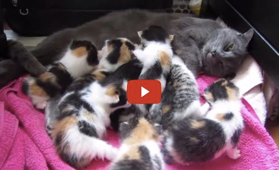 Rescue Cat Mama Nursing Her 8 Kittens: 7 Calico Girls, 1 Boy