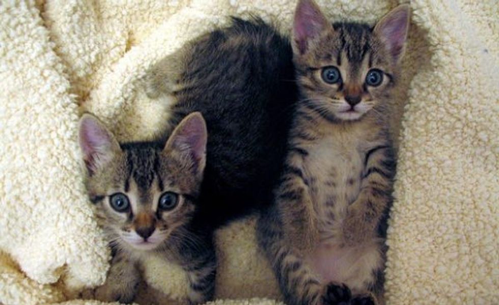 What Love Can Do! Meet Gimli and Chance the Tabbies: Then and Now!