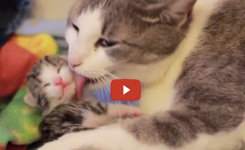 Soft Kitty Warm Kitty! These Five Kittens Born in Foster Care Will Warm Your Heart!