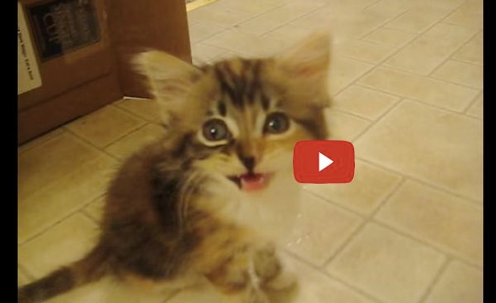 Foster Kittens Talking to Their Caretaker. Gotta Love Those Squeaky Meows!
