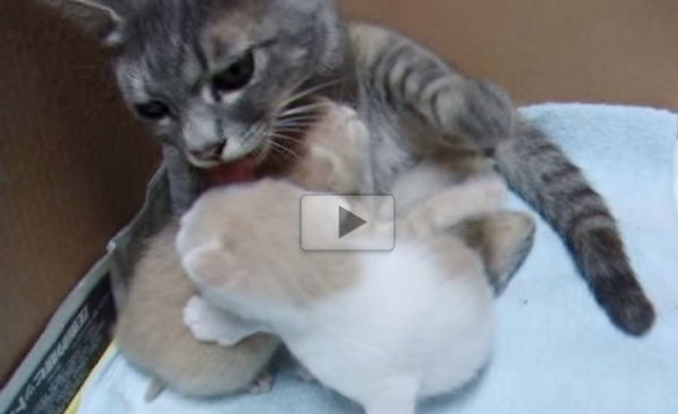 Stray Cat Came to a Family and Brought Two Little Furry Surprises