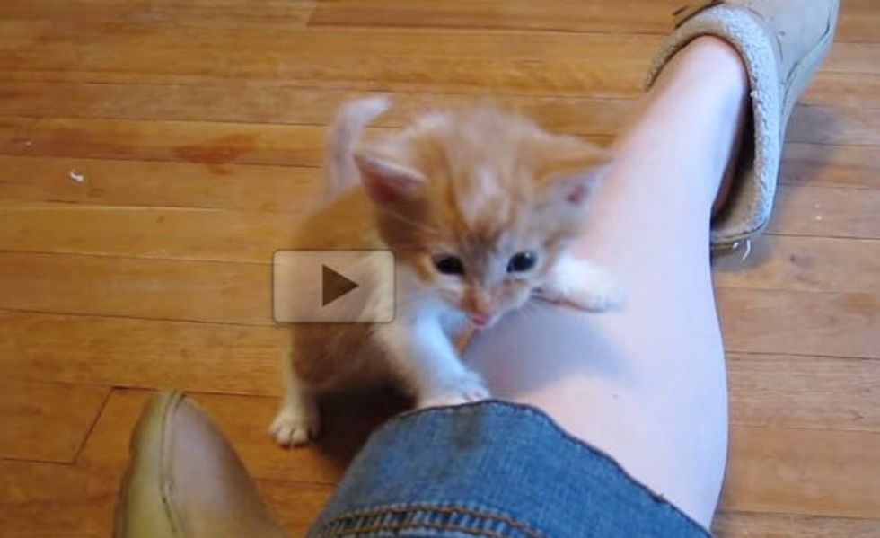 These Kittens May Be Tiny But They Surely Have Big Voices!