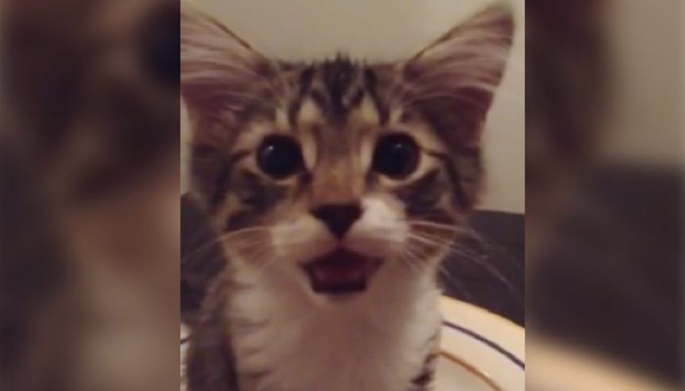 Kitten Having a Chat With Mom After Waking Up from a Nap