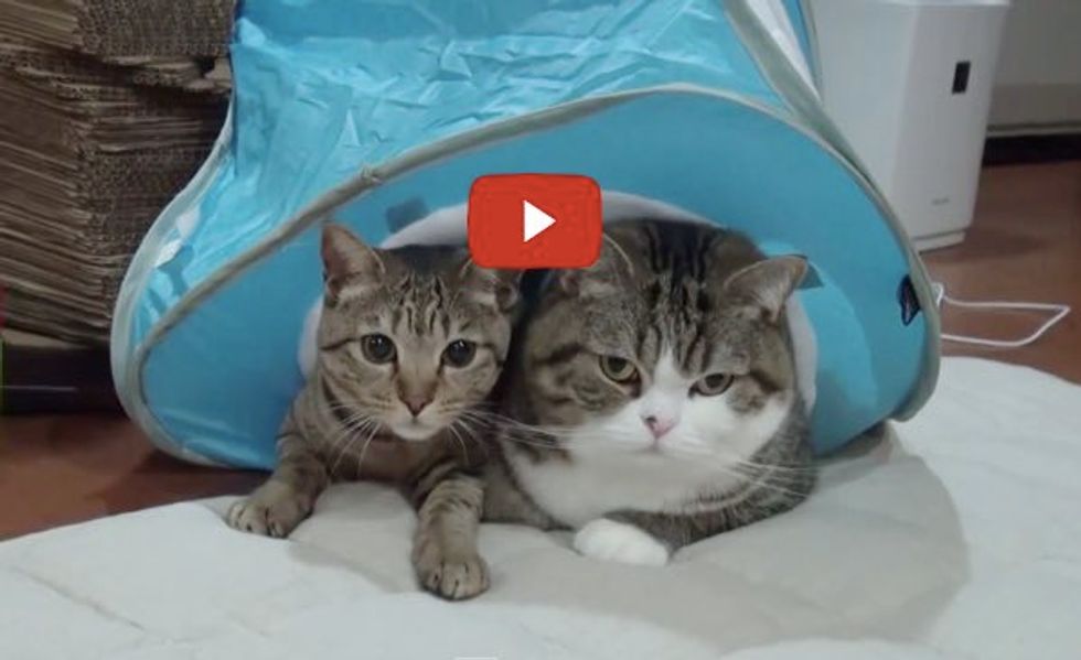 Hana Turns Two! Maru's Been Quite a Big Brother!