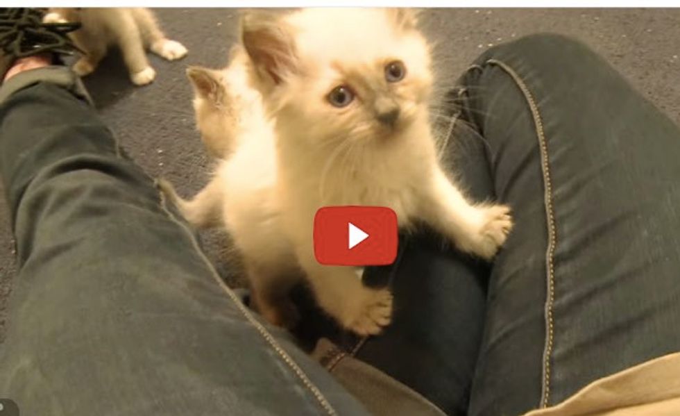 5 Siamese Kittens Take Human's Legs Hostage!