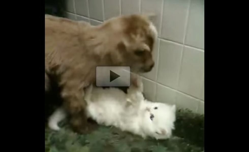 Fluffy Kitten Playing with a Newborn Goat