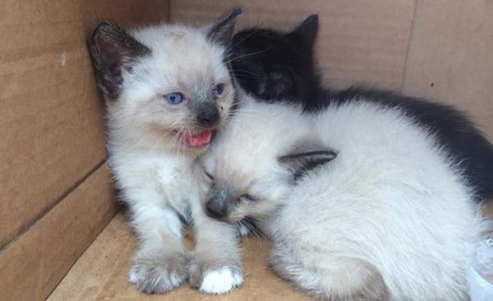 Four Kittens Found in a Box Rescued by Caring Officers