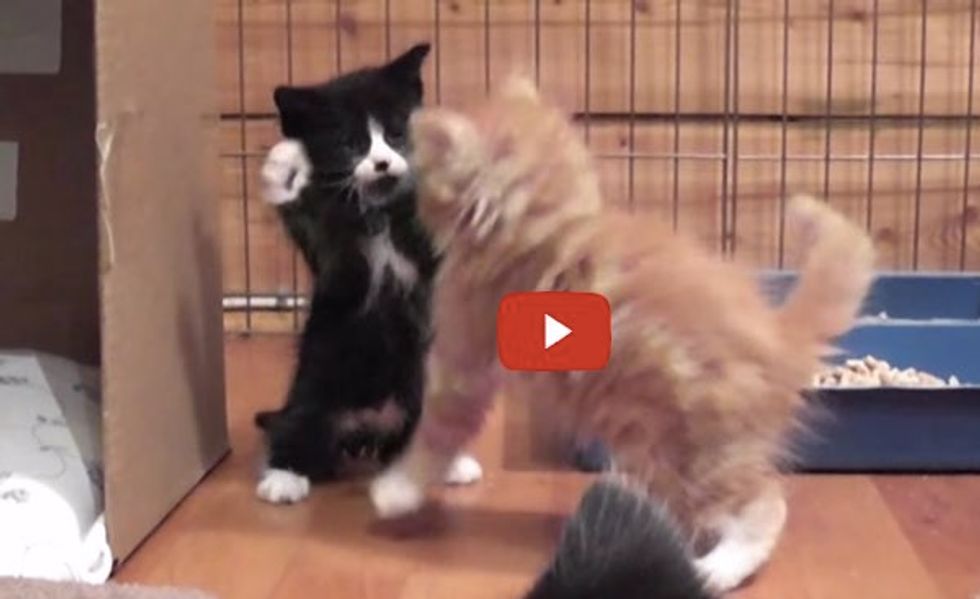 These Foster Kittens Take Play Fighting to the Next Level! It's A Load of Cute!