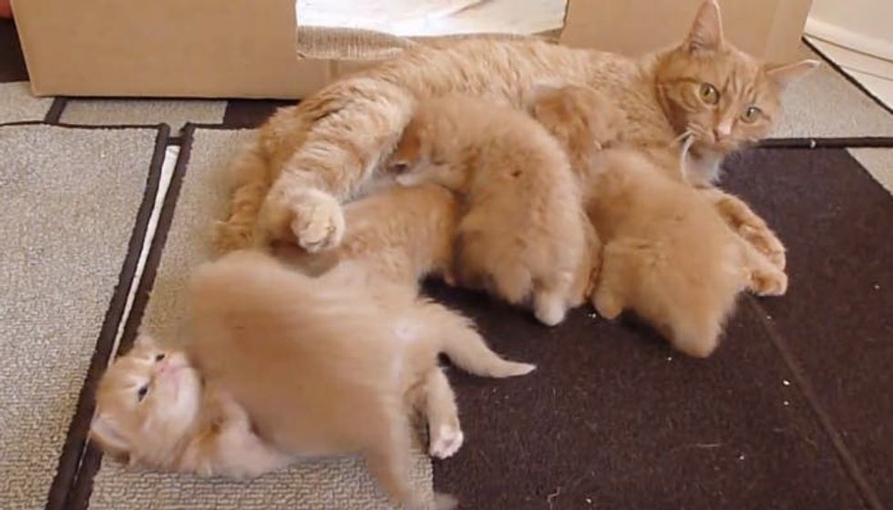 This is What It's Like to Foster 6 Ginger Kittens