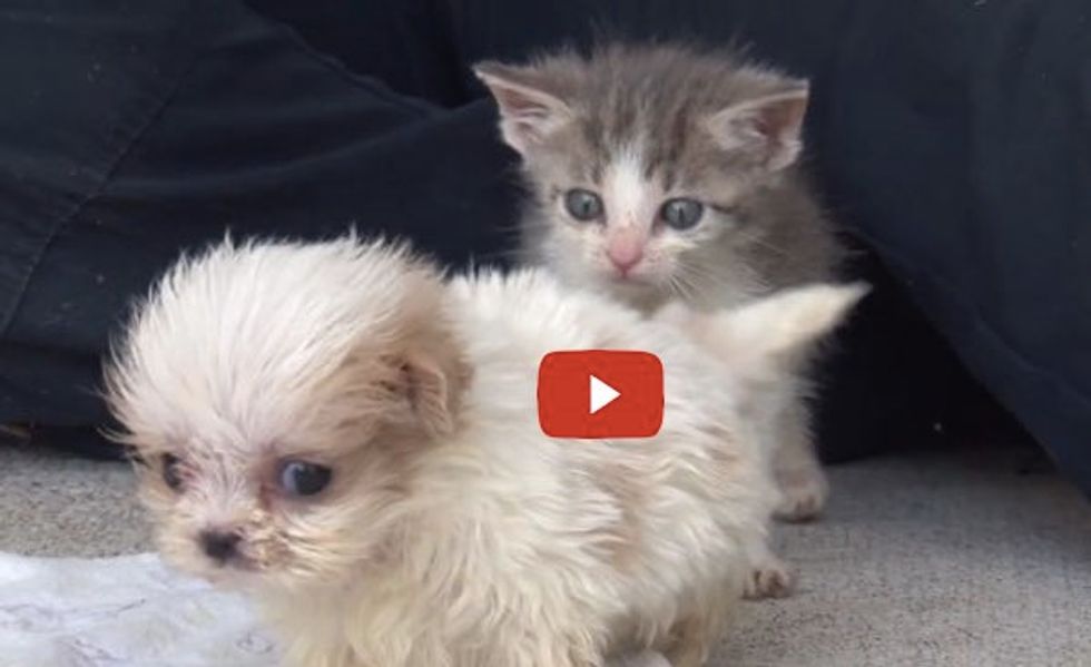 See This Special Bond! Rescue Kitten and Puppy Find Each Other