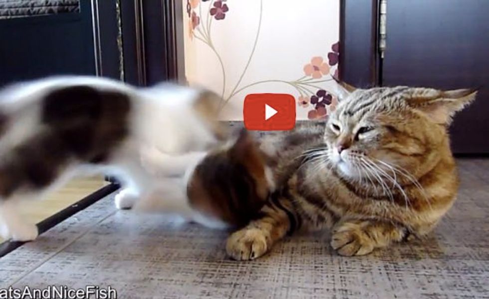 This is Why Momma Cat Can Never Have a Quiet Nap