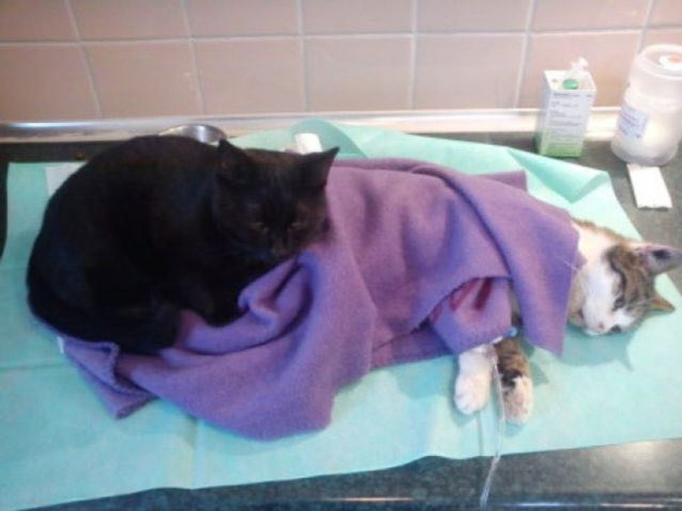 Rescue Cat Nurse at Shelter Purring Animal Patients Back to