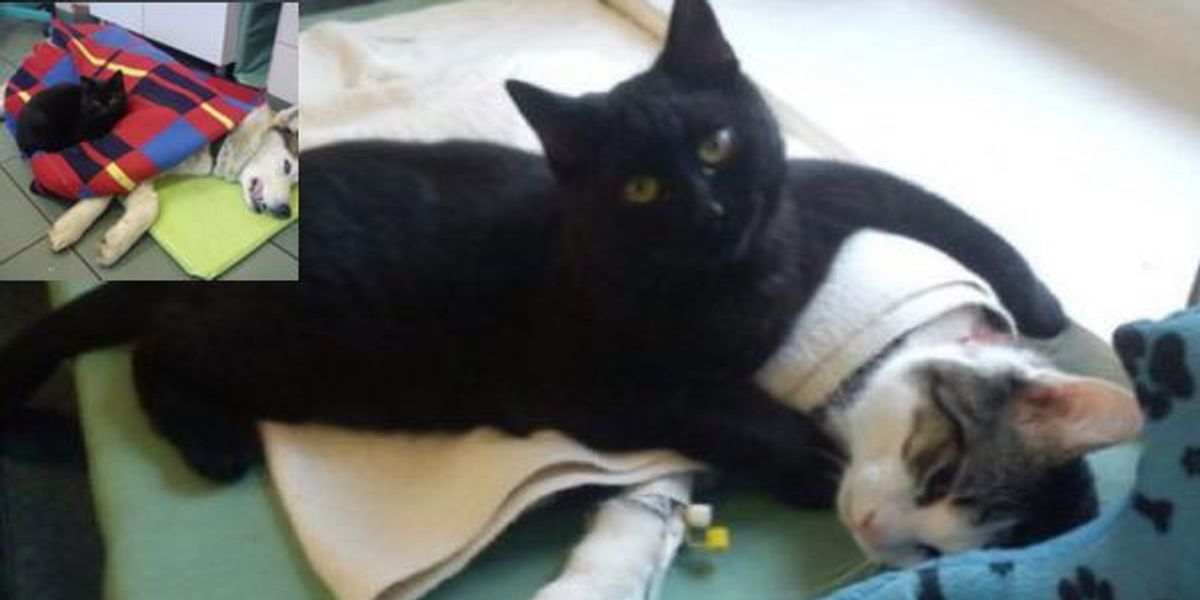 Rescue Cat Nurse at Shelter Purring Animal Patients Back to