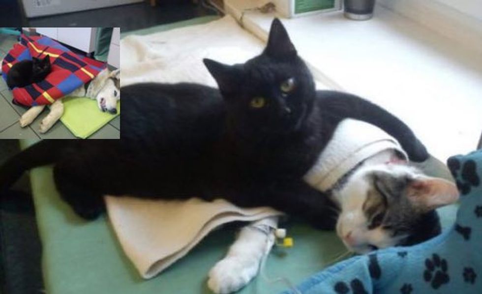 Rescue Cat Becomes Nurse at Shelter Purring Animal Patients Back to Health