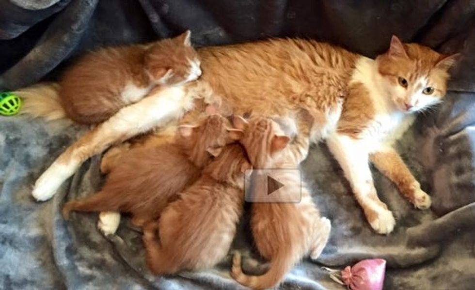 Stowaway Cats Saved by Sailors Find Foster Care in the US