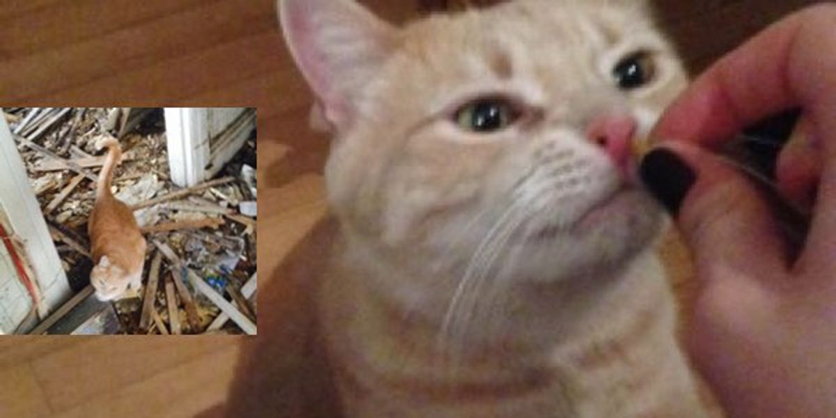 Missing Cat Reunited with His Human After Fire Thanks to Neighbors