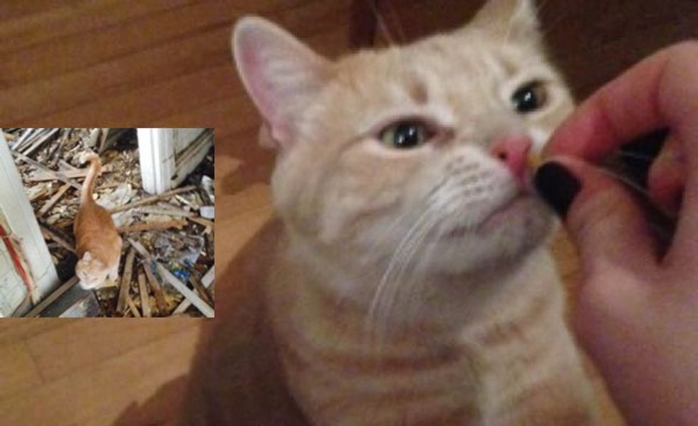 Missing Cat Reunited with His Human After Fire Thanks to Neighbors' Help