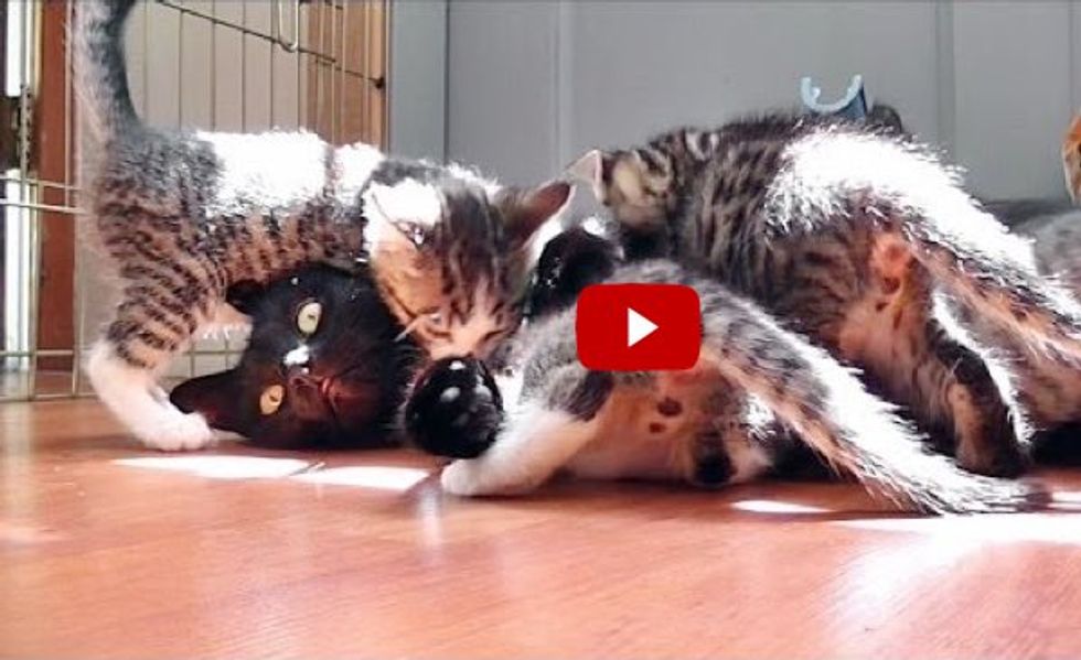 Cat Mama Swamped by Crazy Hungry Kittens!