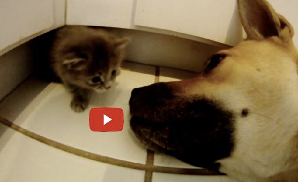 Phoenix the Kitten Finds a New Mom, Charlie the Dog! Both are Rescues!