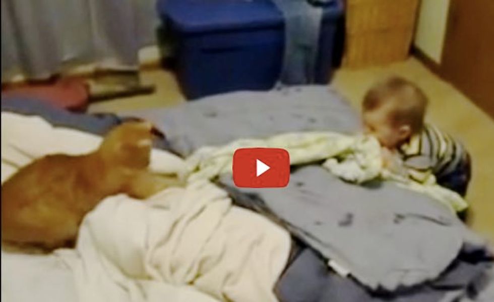Kitty is Having Fun Playing with His Little Human. Baby Can't Stop Laughing!