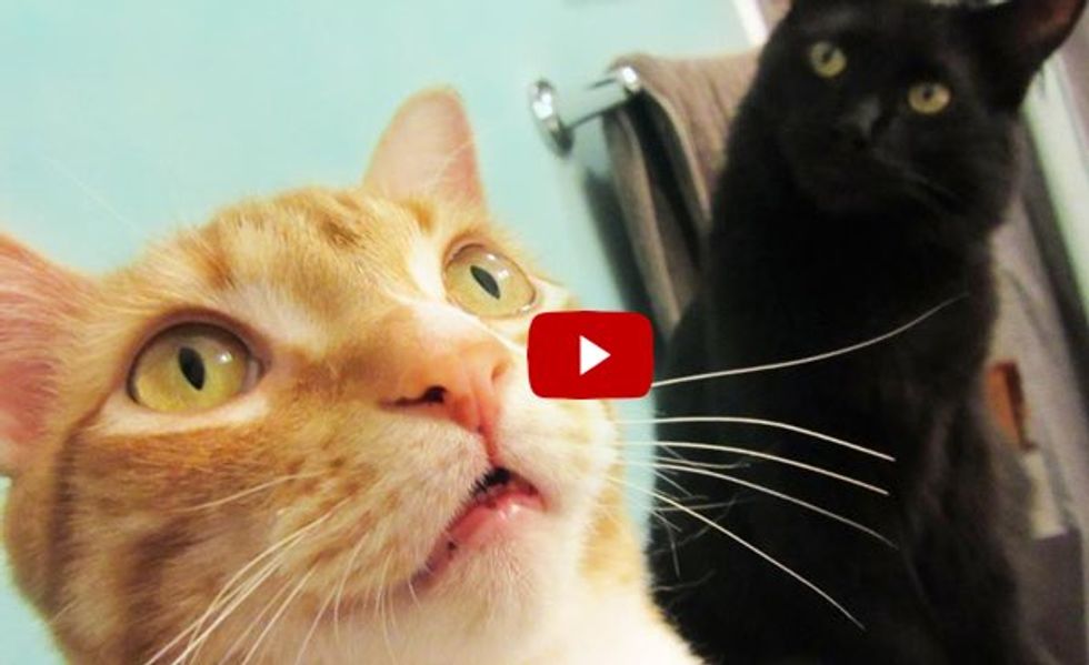 Here are Top 10 Cat Superpowers! Aren't Cats Super?