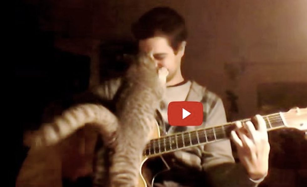 This Cat Wants to Chime in When Her Human Plays a Song