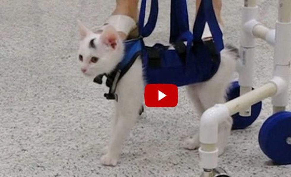 This Brave Kitty Couldn't Walk But Relearned to Use His Back Legs with a Walker!