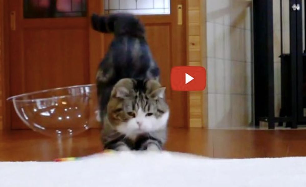 Maru Having a Frenzy in Slow Mo! He Looks Epic!