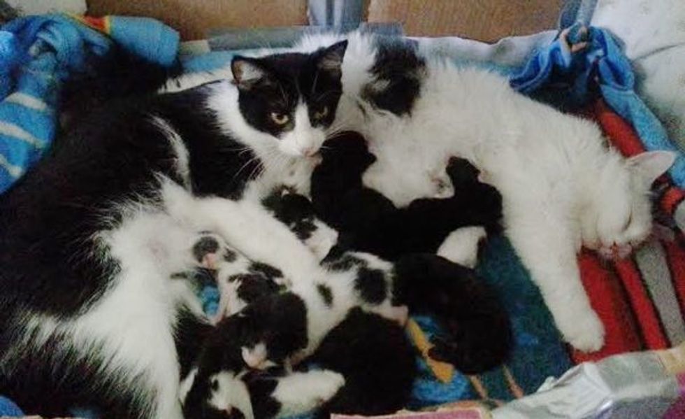 Two Rescue Cat Mamas Raise Their 12 Kittens Together!