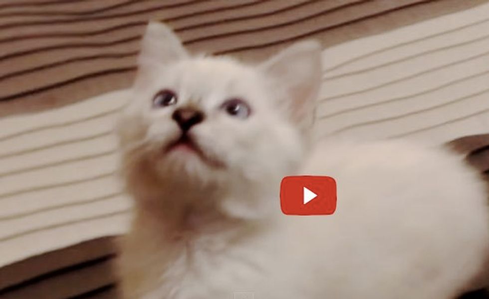 Watch as Wampa Kitty Gets in a Frenzy When He Discovers a Ceiling Fan!