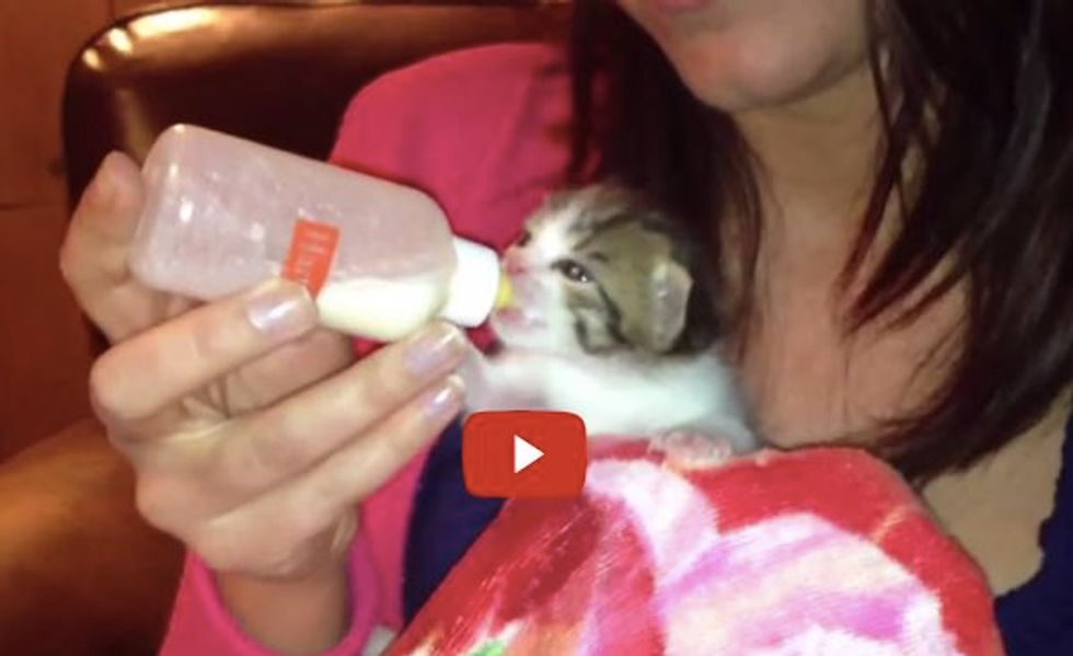 Orphan Kitten Moses Learns to Drink from a Bottle, Walk and More!