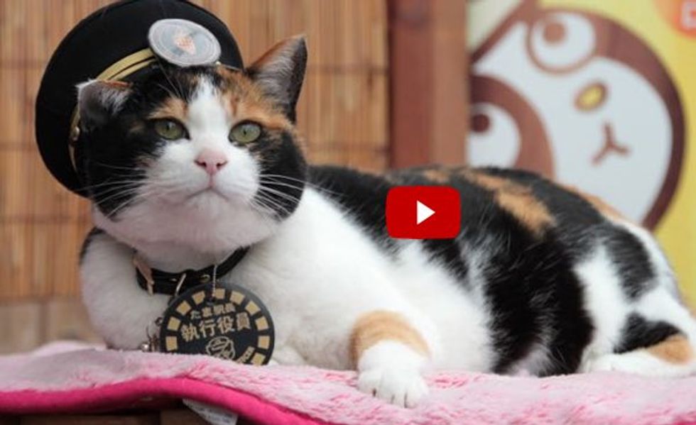 Station Master Tama, Rescue Cat that Saved a Train Station, Turns 16 Today!