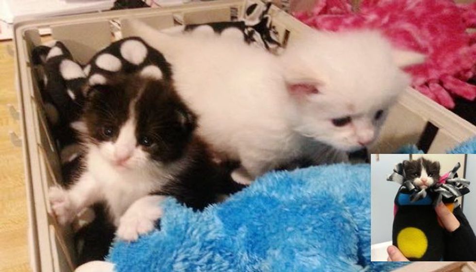 Tiny Rescue Kitten Adopts a Tinier Orphan Kitten. It's the Purrfect Pair!