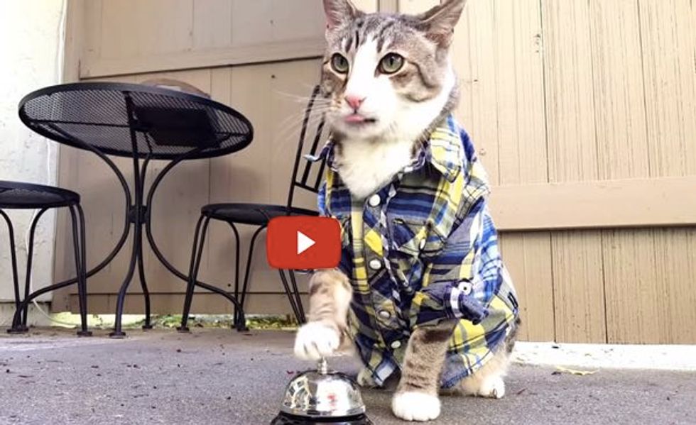 This Handsome Cat Has Trained His Human to Serve Him Treats with a Bell! The Ending is Hilarious!