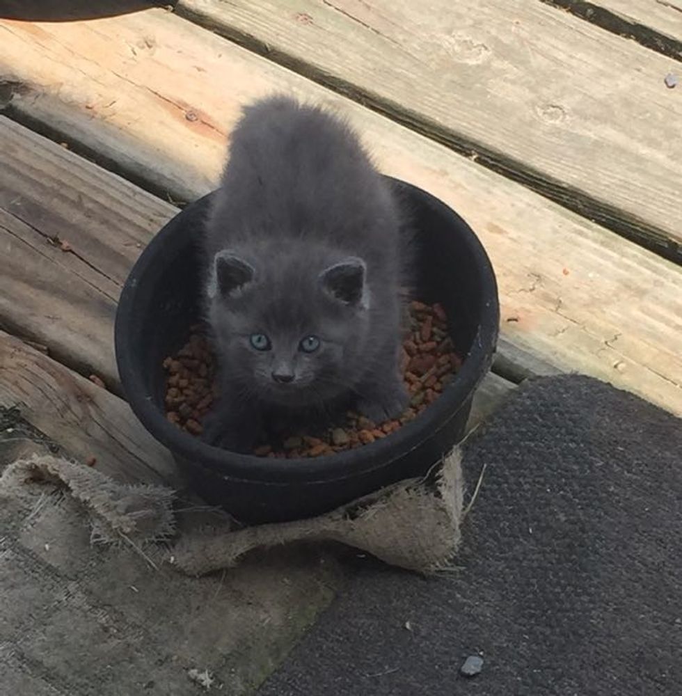 They Keep a Bowl of Cat Food for Strays. This is What They Found Inside