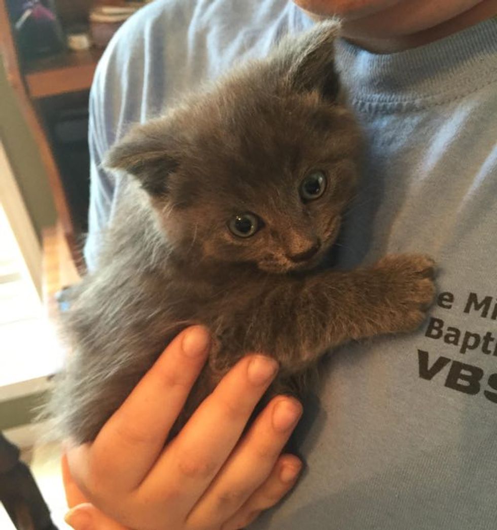 They Keep a Bowl of Cat Food for Strays. This is What They Found Inside