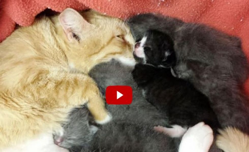 Ginger Cat Becomes New Mom to Six Abandoned Kittens
