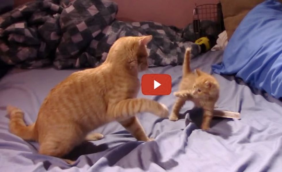 Big Ginger Kitty Shows Tiny Ginger Kitten How to Play Like a Ginger