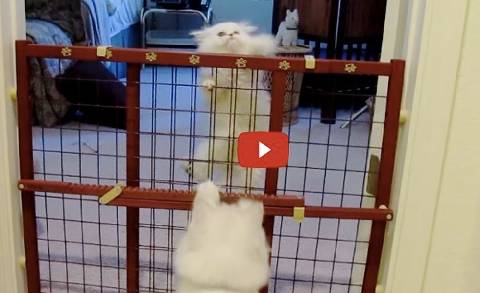 Cat Mama Teaches Her Kitty to Escape the Nursery Pen