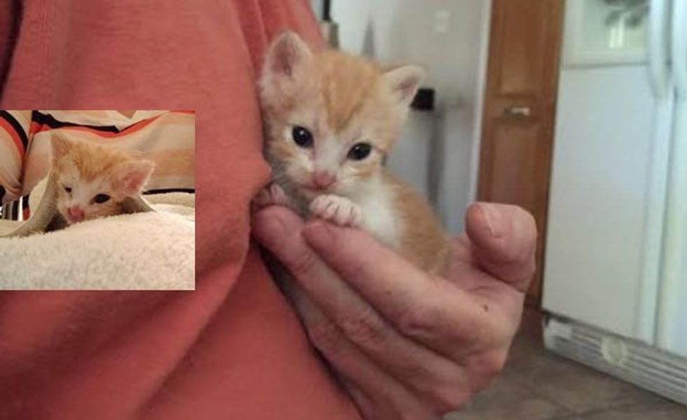 Cashew the Kitten Abandoned No More! What a Difference Rescue Can Make!