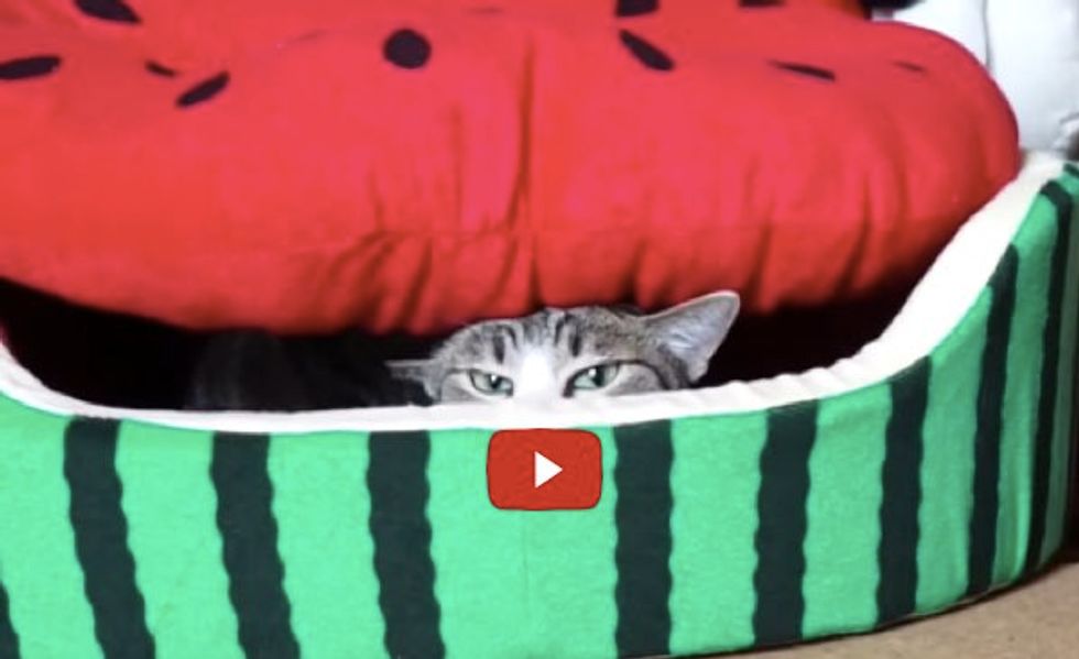 See How Kitty Launches a Sneak Attack from Her Giant Watermelon Bed...