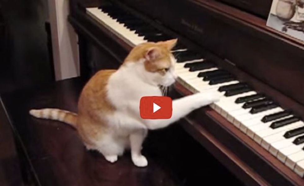 This is Bill the Cat Playing Piano for His Mom! He Knows He's Talented!