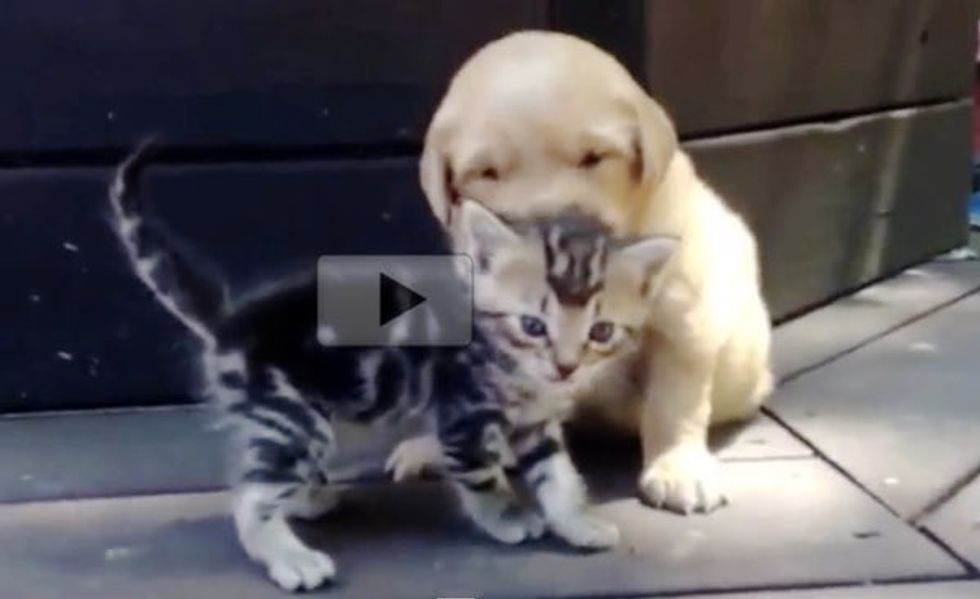 Kitten Has a Little Admirer Who Can't Stop Giving Her Puppy Kisses