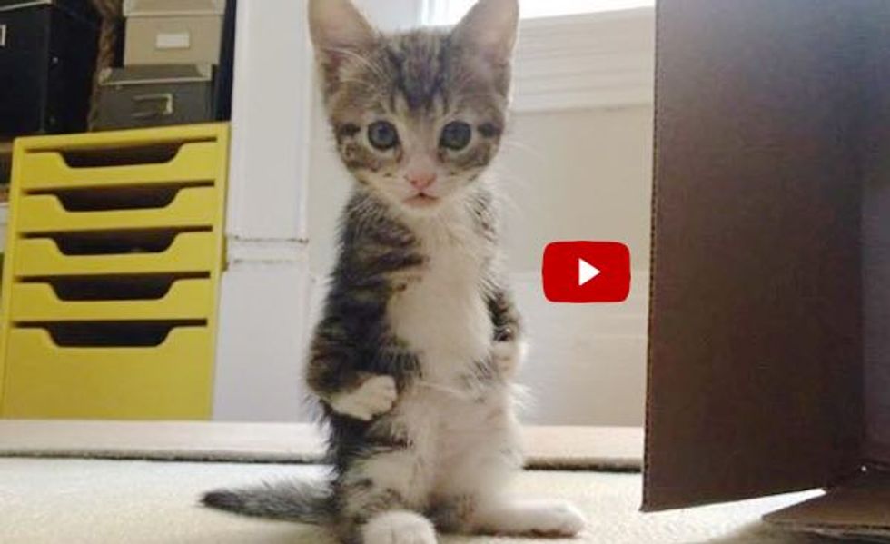 This Kitty Hops Like a Kangaroo and Lives Every Day to Its Fullest